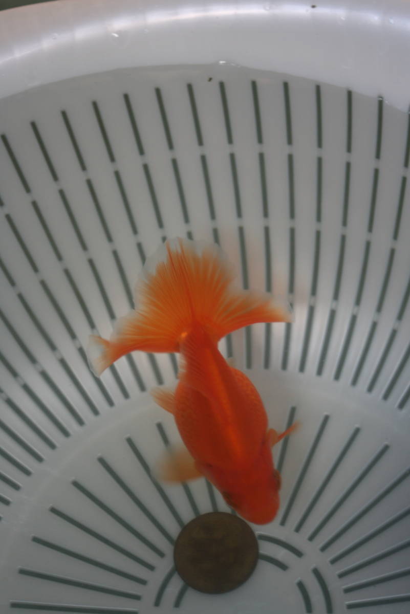 h　土佐錦魚・土佐錦（土佐金）当歳_2