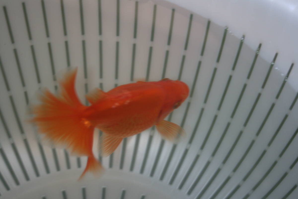 h　土佐錦魚・土佐錦（土佐金）当歳_3