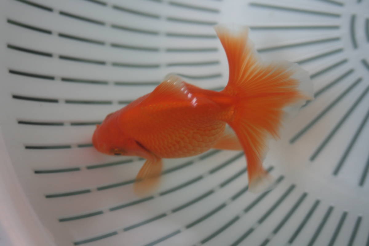 h　土佐錦魚・土佐錦（土佐金）当歳_4