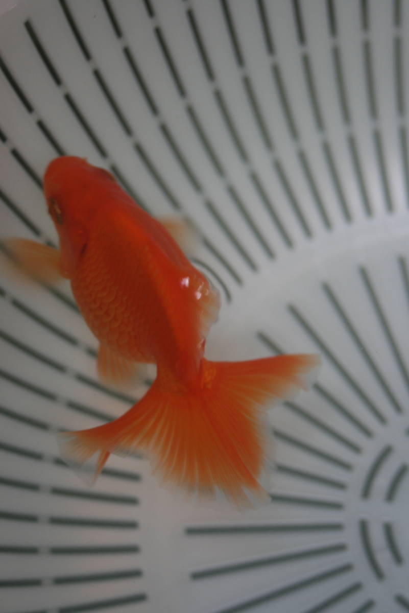 h　土佐錦魚・土佐錦（土佐金）当歳_5