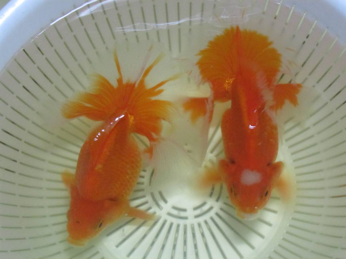 h　土佐錦魚・土佐錦（土佐金）当歳_6