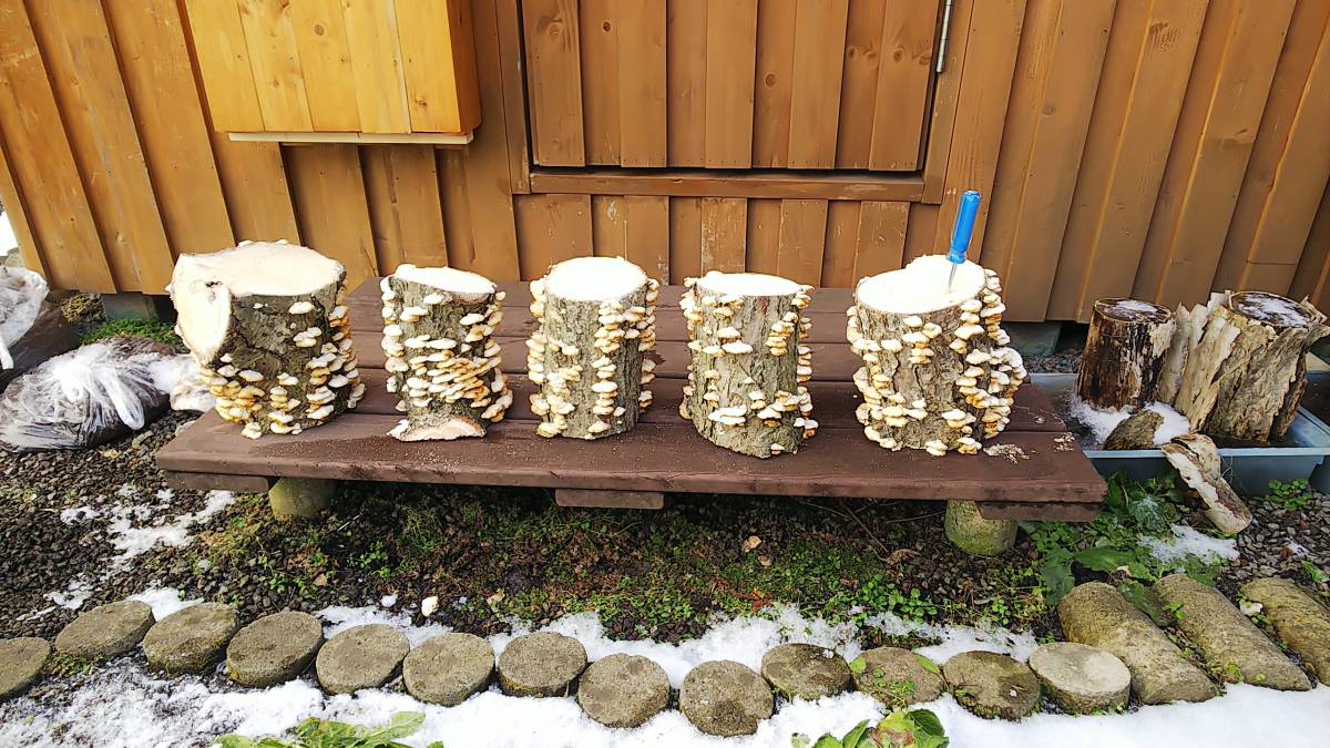 最高峰 天然カワラ材・ 産卵木 ナラ