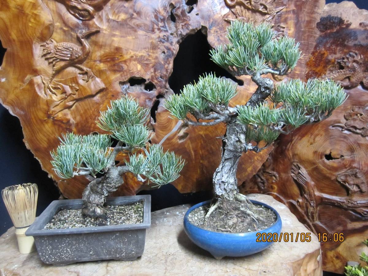 人気，正規品 BONSAIクラブ 宮島五葉松 30㎝ W‐1(松)｜売買されたオークション情報、yahooの商品情報をアーカイブ公開 - オークファン 松