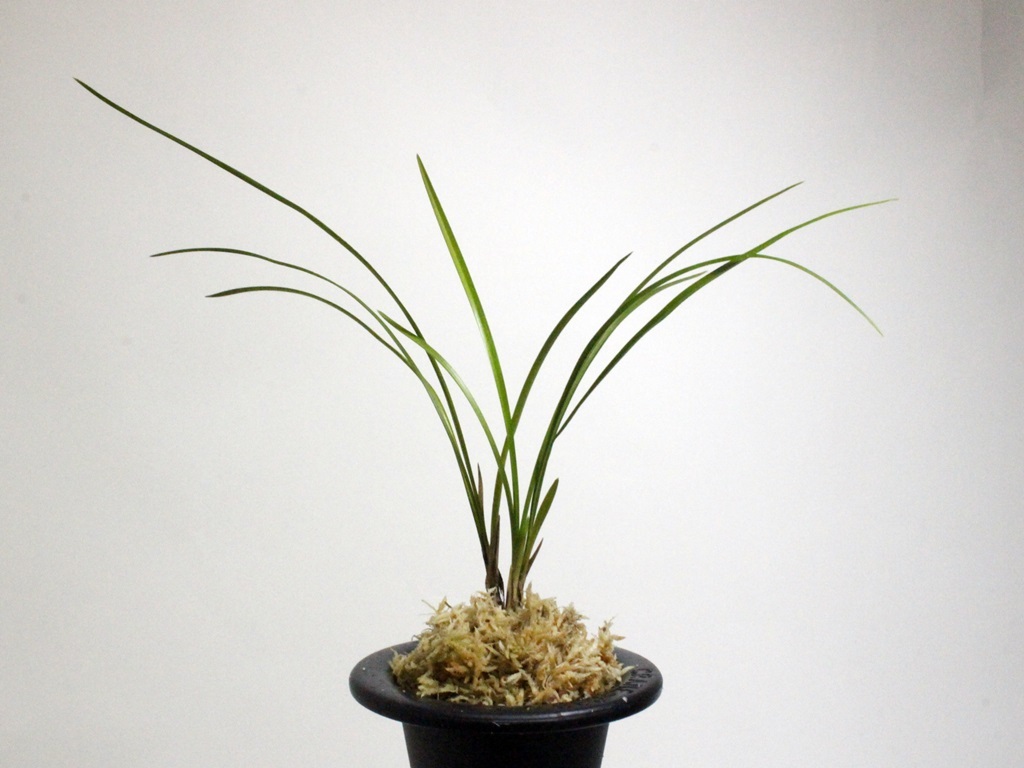 セール，新作登場 鶴岡商事 園芸部 日本春蘭 朱金花 志摩の夕映 3本立 2696(ラン)｜売買されたオークション情報、yahooの商品情報をアーカイブ公開 - オークファン ラン