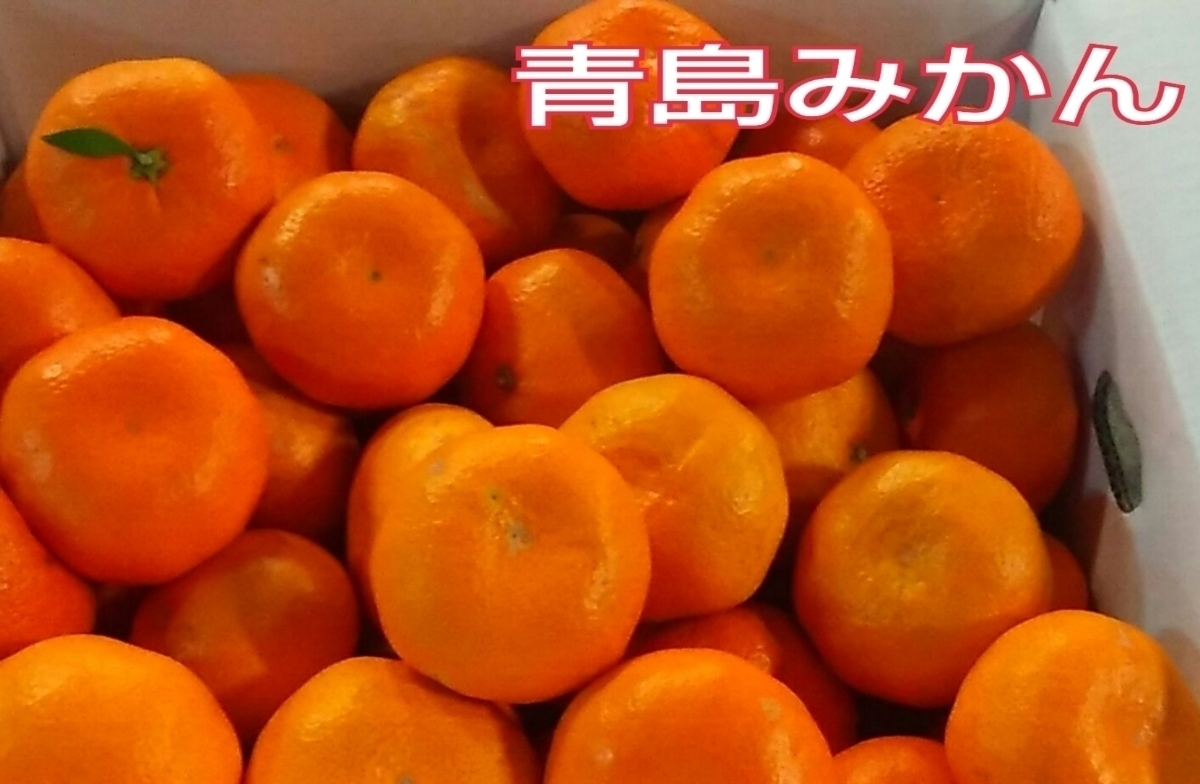 ★送料無料★くまもと青島みかん約20kg大きめサイズ[ゆうパックお手軽便]■お一人様一口■■限定販売品!! 早期出荷_1