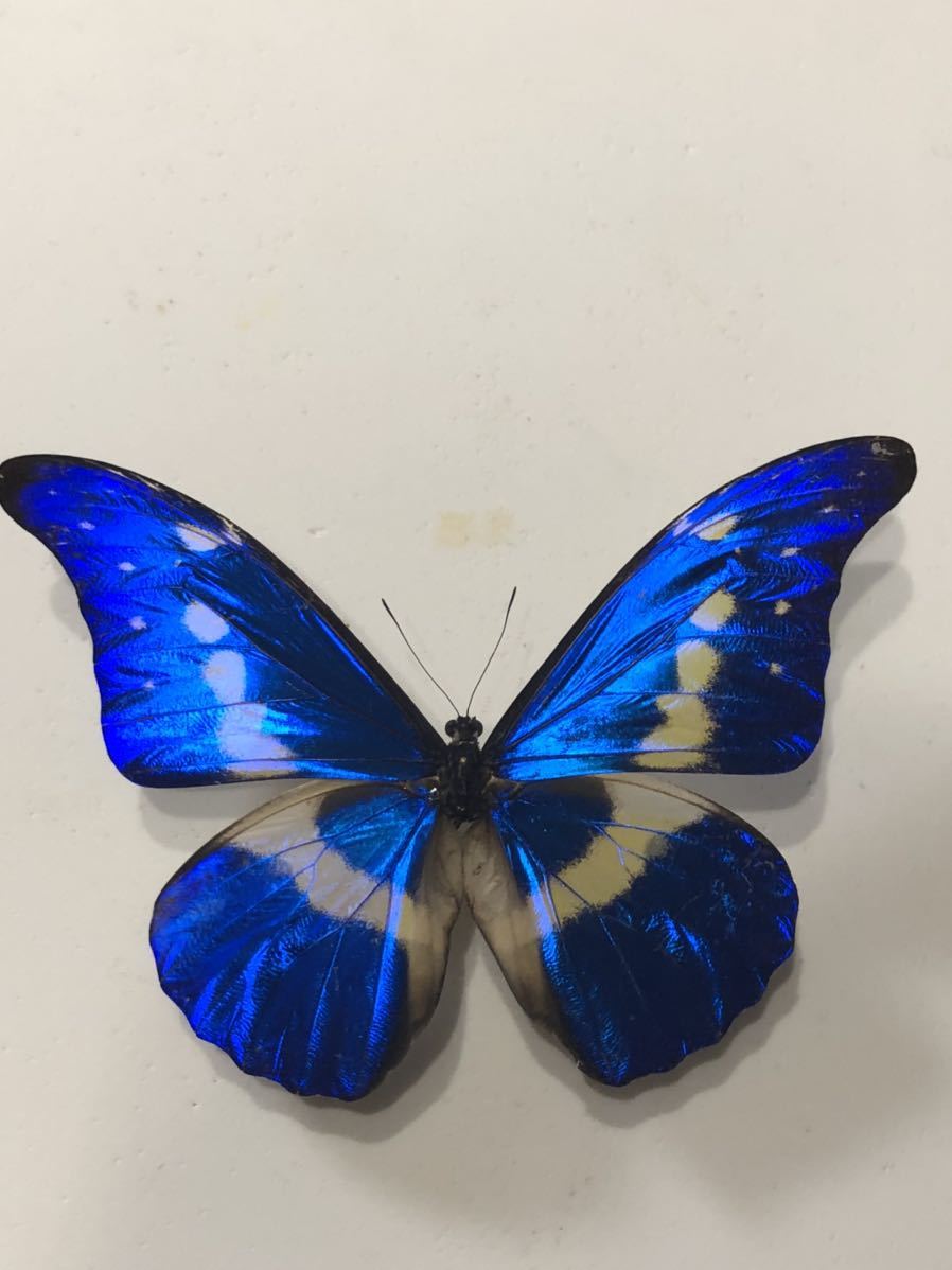 ヘレナモルフォ！標本！1 ヘレナモルフォ！標本！1 ヘレナモルフォ