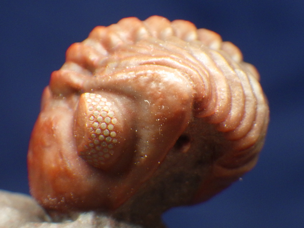 巣穴1円モロッコ、赤いPhacops sp.三葉虫化石0604 科学、自然