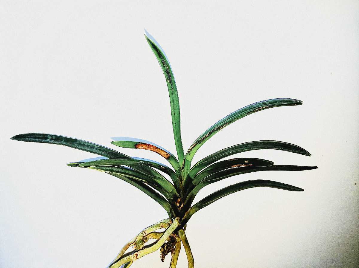 Yahoo!オークション 富貴蘭 四国芸西産 純白白縞墨雪舞伝統 着生