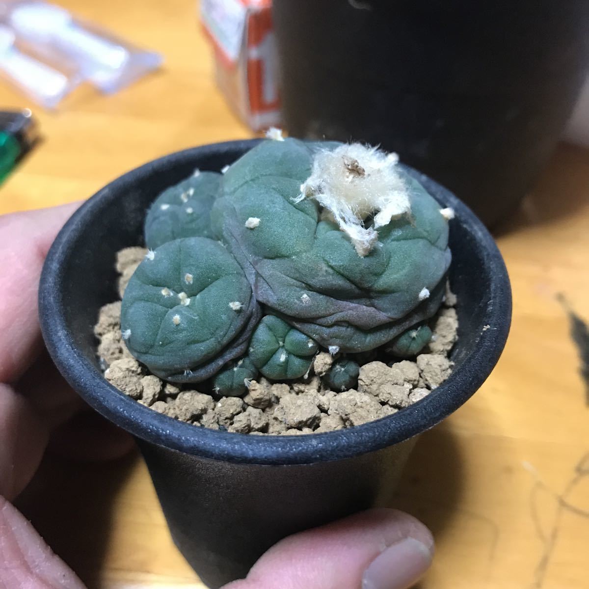 ロホホラ　烏羽玉　ヨールダニア　_1