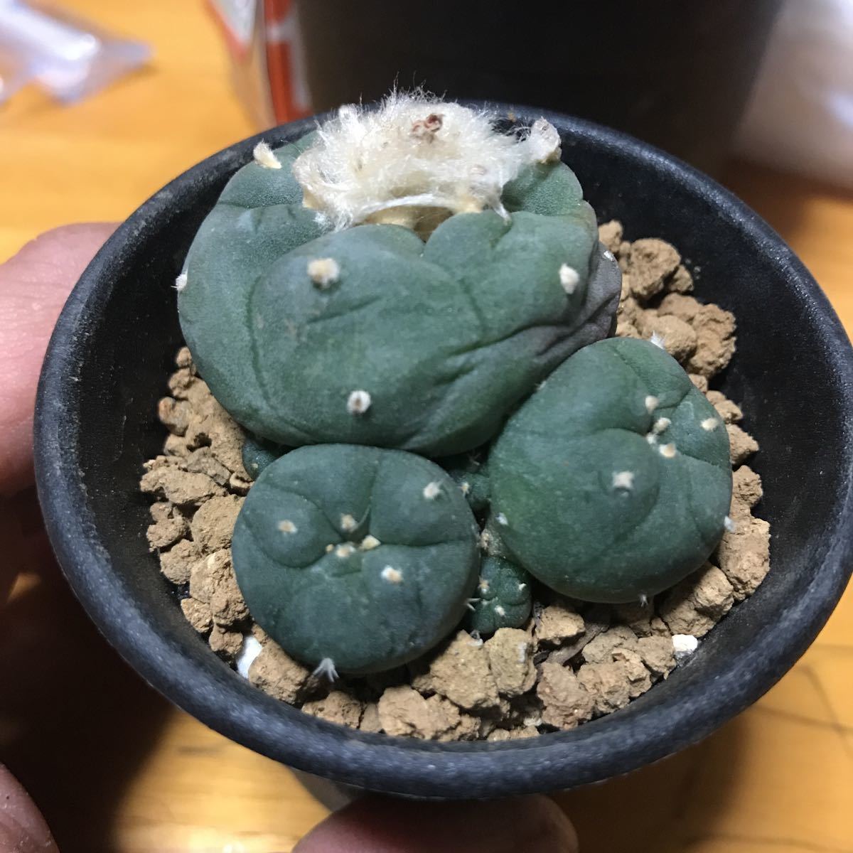 ロホホラ　烏羽玉　ヨールダニア　_2