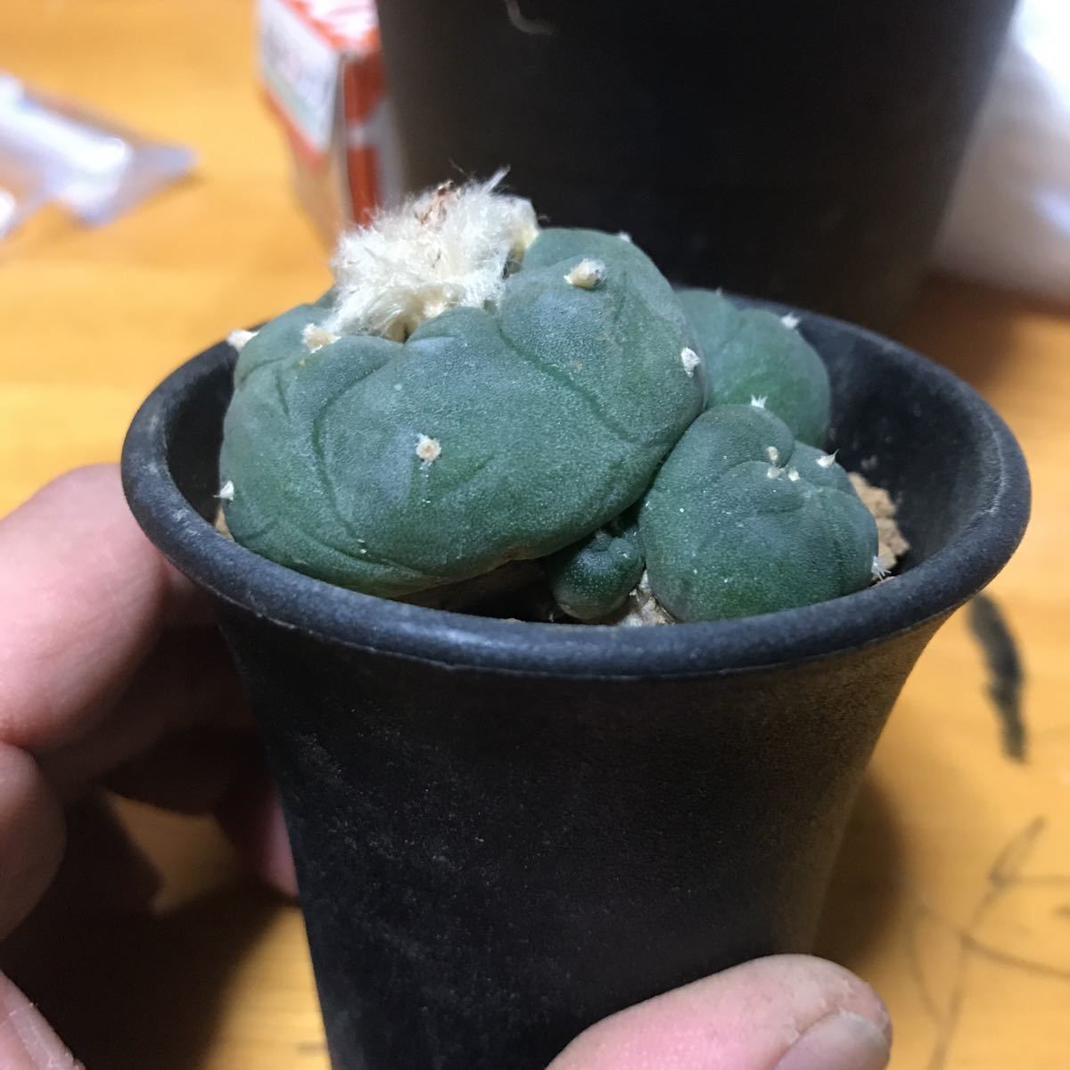 ロホホラ　烏羽玉　ヨールダニア　_3