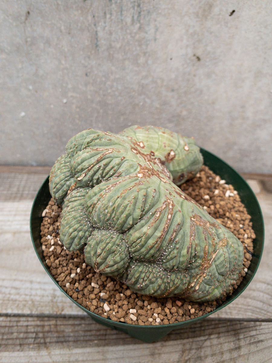 Euphorbia obesa B12 綴化 発送済 モンスト ユーフォルビア オベサ