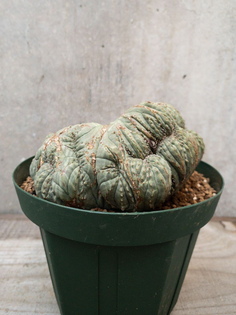 Euphorbia obesa B12 綴化 発送済 モンスト ユーフォルビア オベサ