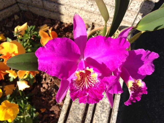 洋蘭原種カトレア ' C 洋蘭 lueddemanniana v. alba 'Virginia' rubra