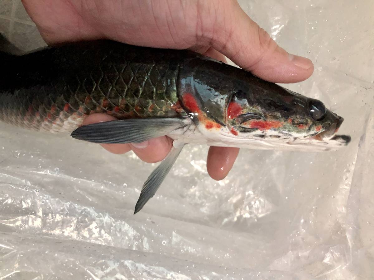 【赤宝龍】発色強烈スーパーレッドピラルク　40㎝前後