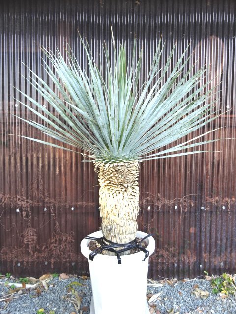 ユッカ ファクソニアーナ yucca faxoniana① 極太良型株 カルネロサーナ