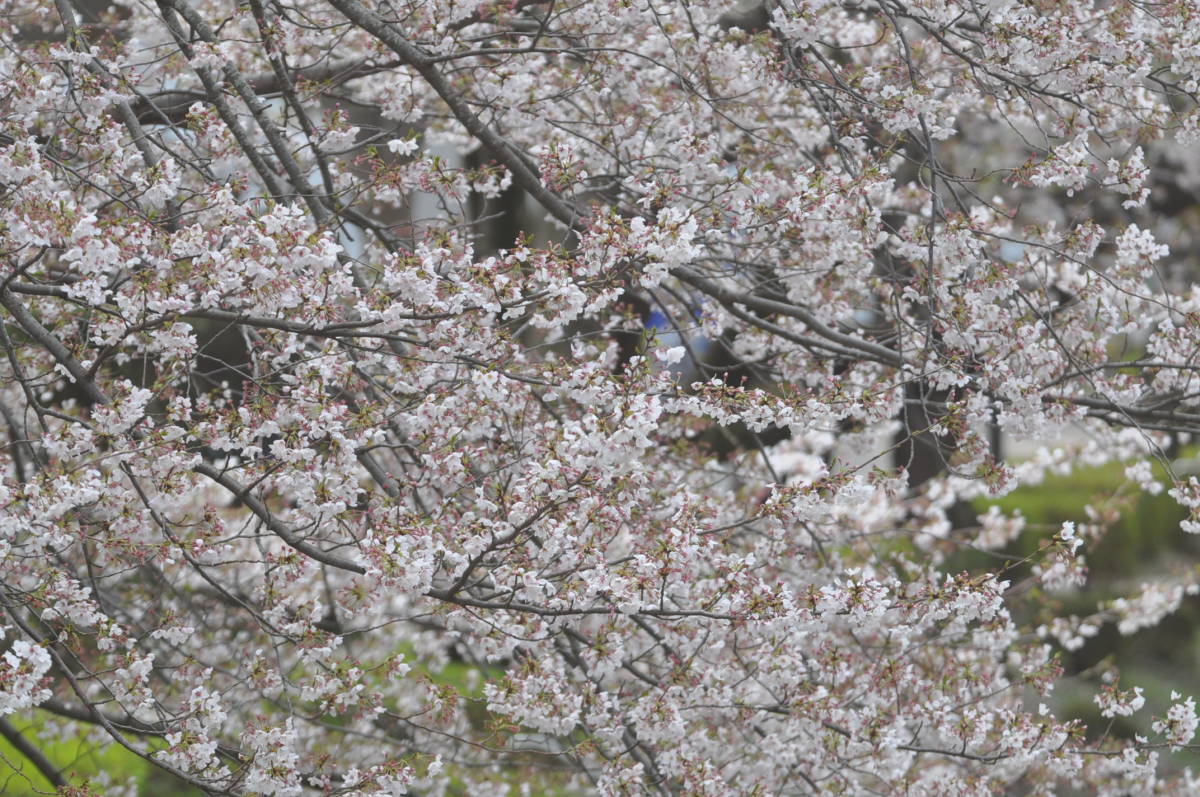 ★極上★Nikon ニコン AF VR-NIKKOR 80-400mm 1:4.5-5.6 D★1107a003_8