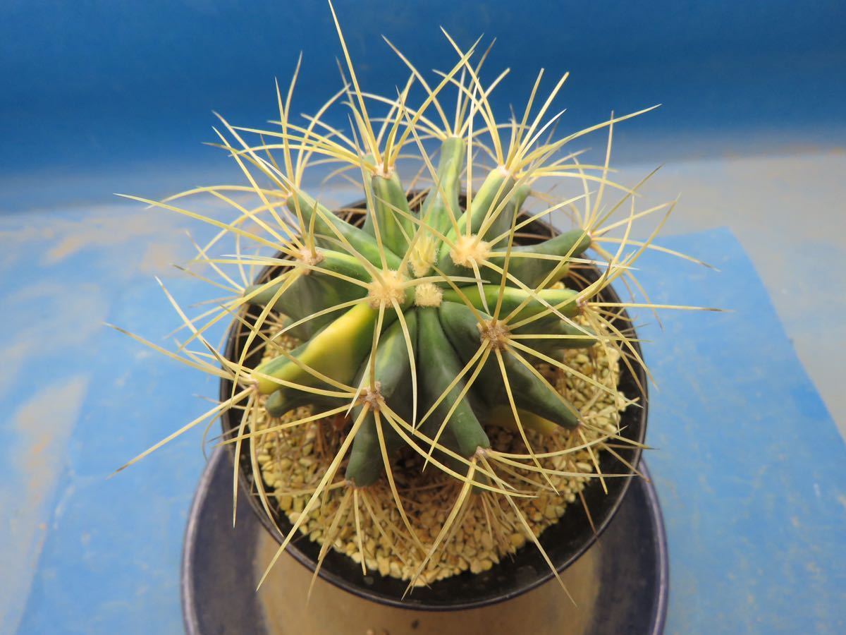 PW》サボテン フェロカクタス“金冠竜”実生 多肉植物① サボテン Yahoo