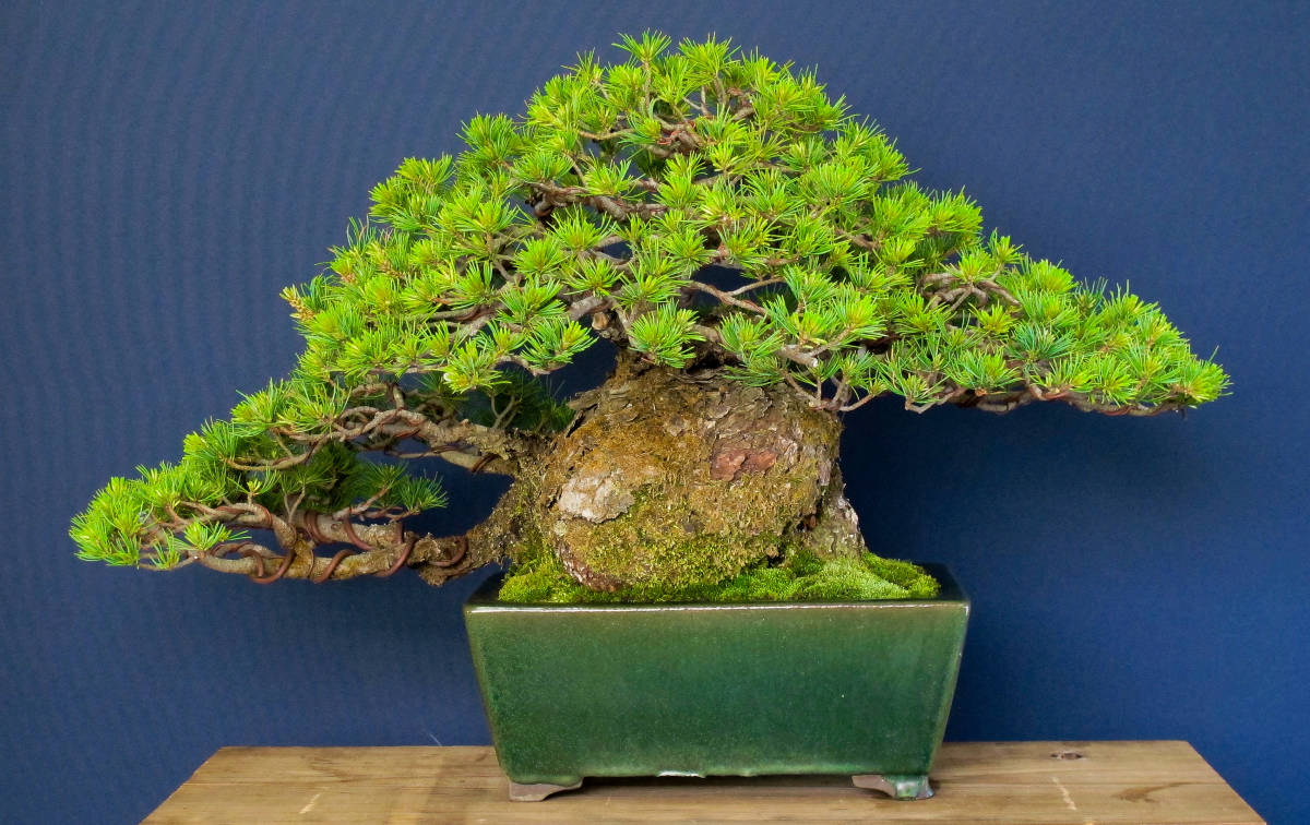 盆栽 中品 太幹 老木 葉性抜群 五葉松 樹高30cm 【公式通販】