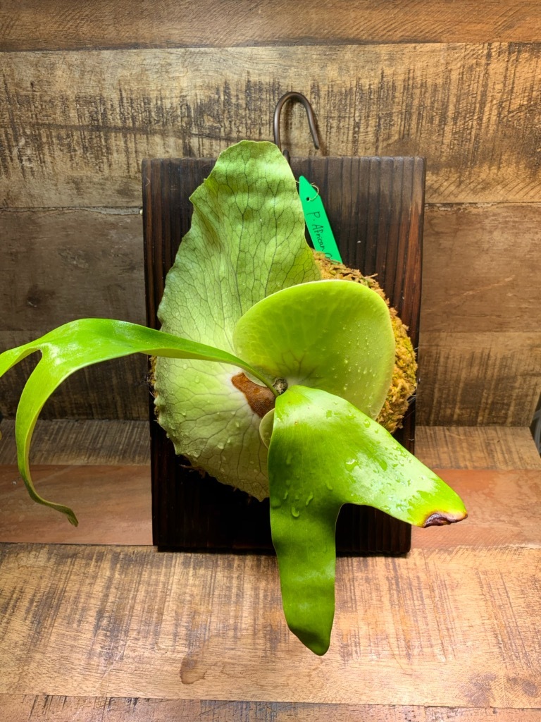 ビカクシダ　アフリカンオディティ（P.African Oddity） Platycerium | African sp. 'African oddity' 俺のビカクシダ