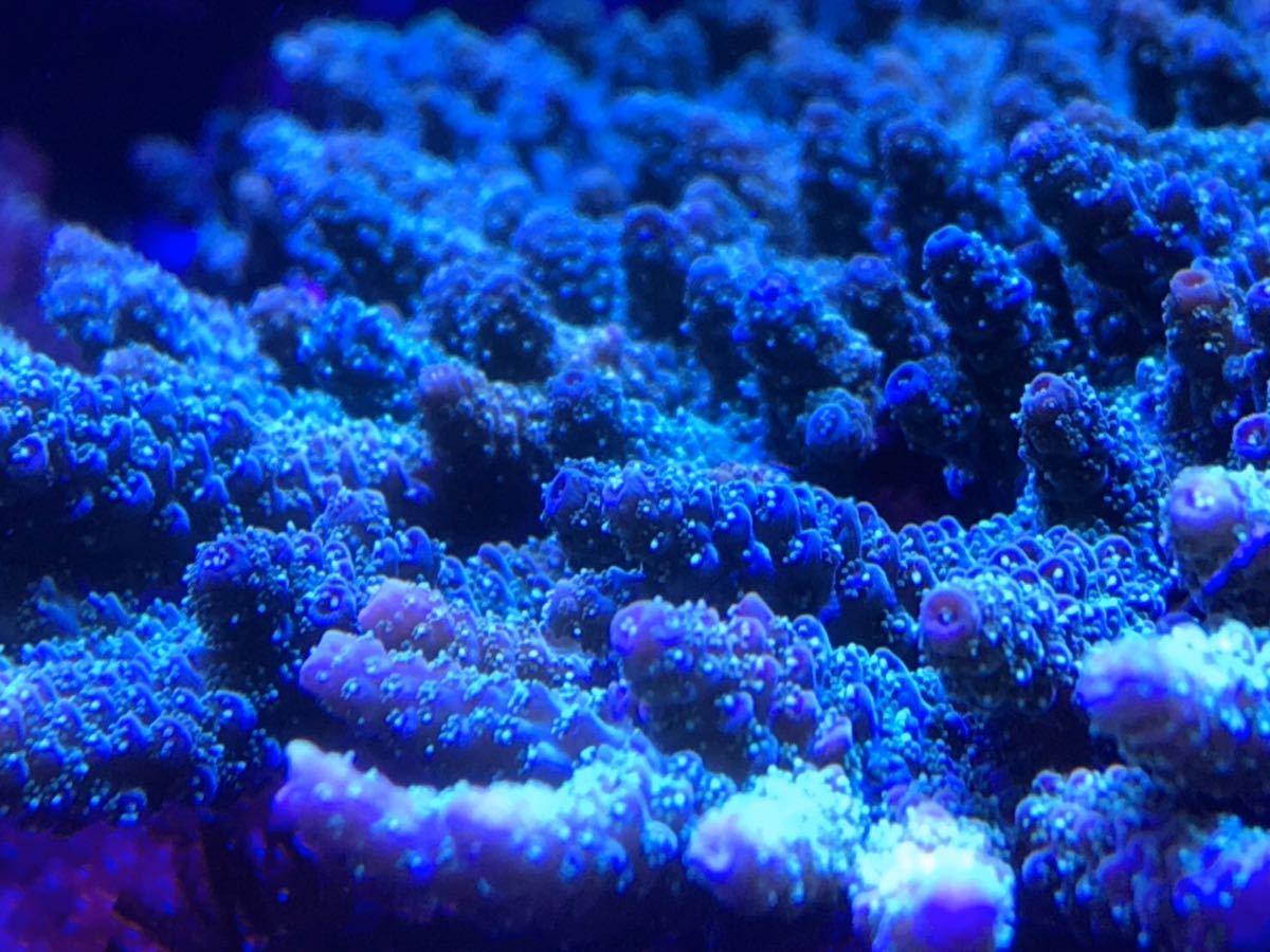 飼育個体 ミドリイシ クシハダミドリイシ メタリックグリーン Lサイズ 大きい18cmx14cm 海水魚 売買されたオークション情報 Yahooの商品情報をアーカイブ公開 オークファン Aucfan Com 飼育個体 ミドリイシ クシハダミドリイシ メタリックグリーン Lサイズ 大きい18cmx14cm 海水魚 売買されたオークション情報 Yahooの商品情報をアーカイブ公開 オークファン Aucfan Com