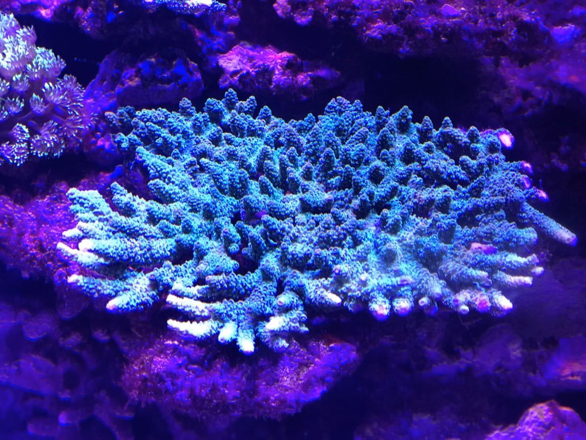 飼育個体 ミドリイシ クシハダミドリイシ メタリックグリーン Lサイズ 大きい18cmx14cm 海水魚 売買されたオークション情報 Yahooの商品情報をアーカイブ公開 オークファン Aucfan Com 飼育個体 ミドリイシ クシハダミドリイシ メタリックグリーン Lサイズ 大きい18cmx14cm 海水魚 売買されたオークション情報 Yahooの商品情報をアーカイブ公開 オークファン Aucfan Com
