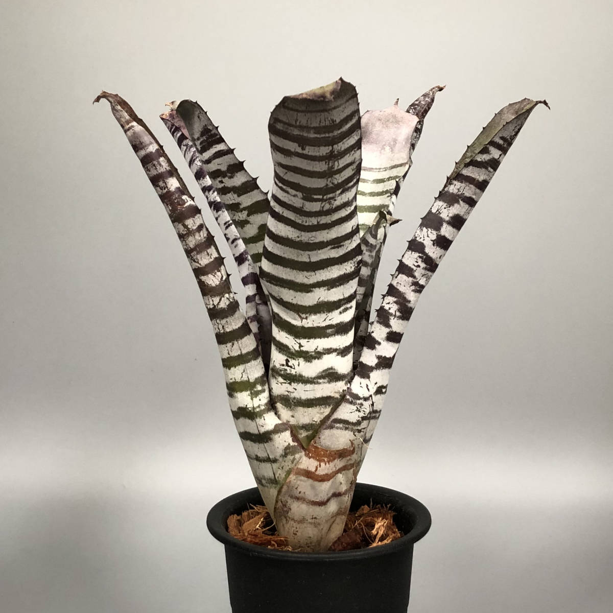 Aechmea Black chantinii - Bromeliad 'Black' Chantinii | Select x