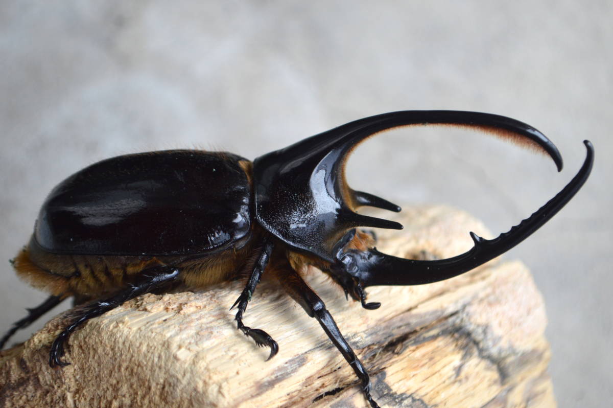 ネプチューンオオカブト ♂新成虫 (5/30発送) !!