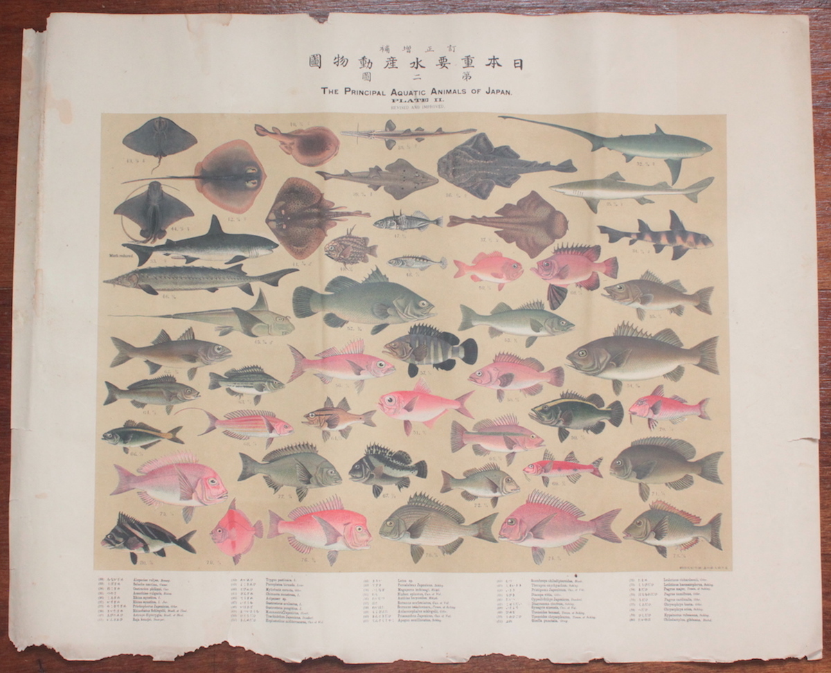 日本重要水産動物図 6図一括 石版刷ポスター 明治30年 博物学 魚介類