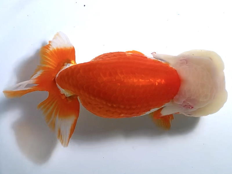 金魚 |