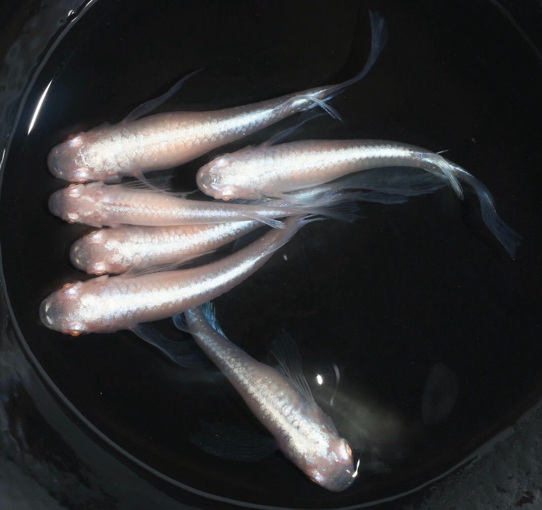 メダカ王　龍の瞳5匹ミックスその2