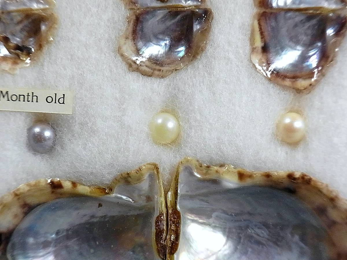 真珠貝標本 アコヤ貝 養殖 1カ月 6カ月 真珠3種 額装 科学 自然 売買されたオークション情報 Yahooの商品情報をアーカイブ公開 オークファン Aucfan Com 真珠貝標本 アコヤ貝 養殖 1カ月 6カ月 真珠3種 額装 科学 自然 売買されたオークション情報 Yahooの商品情報をアーカイブ公開 オークファン Aucfan Com