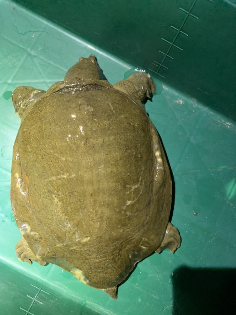 大得価，人気SALE 高知県産 天然スッポン 1.9kg 薄皮処理済 真空冷凍(魚介類)｜売買されたオークション情報、yahooの商品情報をアーカイブ公開 - オークファン その他