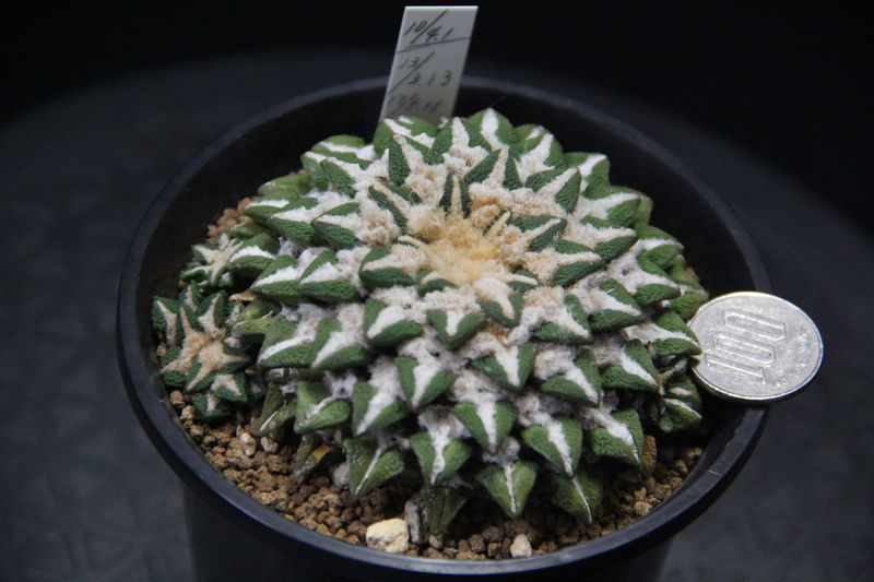 8・黒牡丹・サボテン サボテン 黒牡丹 多肉植物 自家繁殖苗 8株セット 多肉