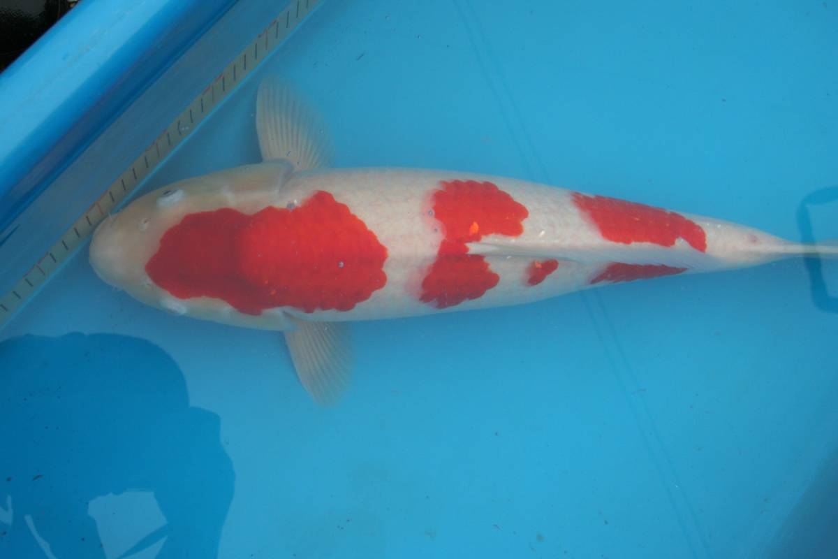 ☆妙高錦鯉 格安2歳魚市 19-19 丹頂紅白 34センチ 優良個体☆