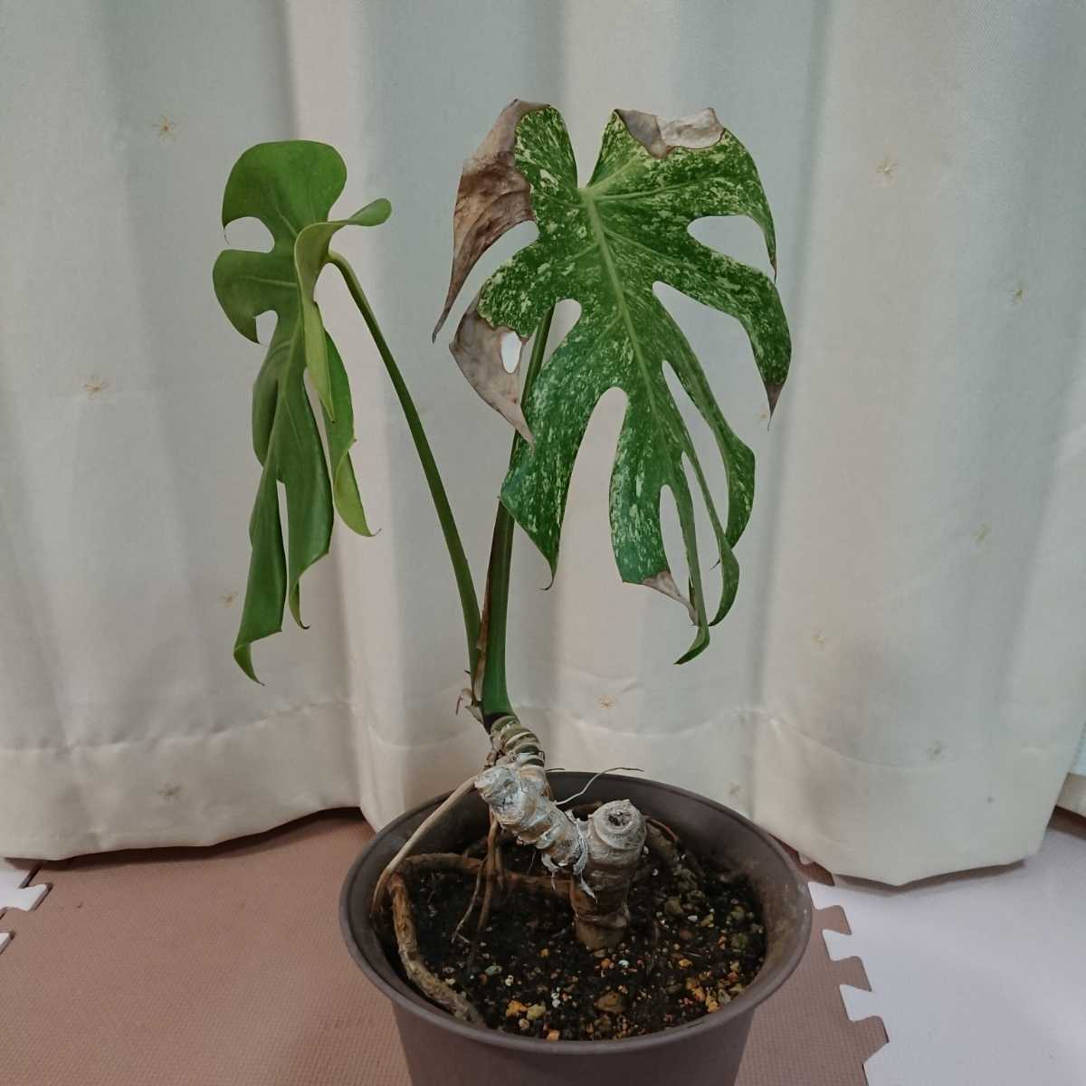 ラスト 希少 モンステラ ホワイトモンスター 斑入り 斑 観葉植物