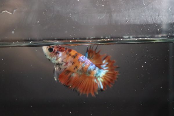Ctpk キャンディーニモクラウンテールプラカット ｆ 5 三点落札 Betta アクアラボ平安 ベタ ベタ 売買されたオークション情報 Yahooの商品情報をアーカイブ公開 オークファン Aucfan Com