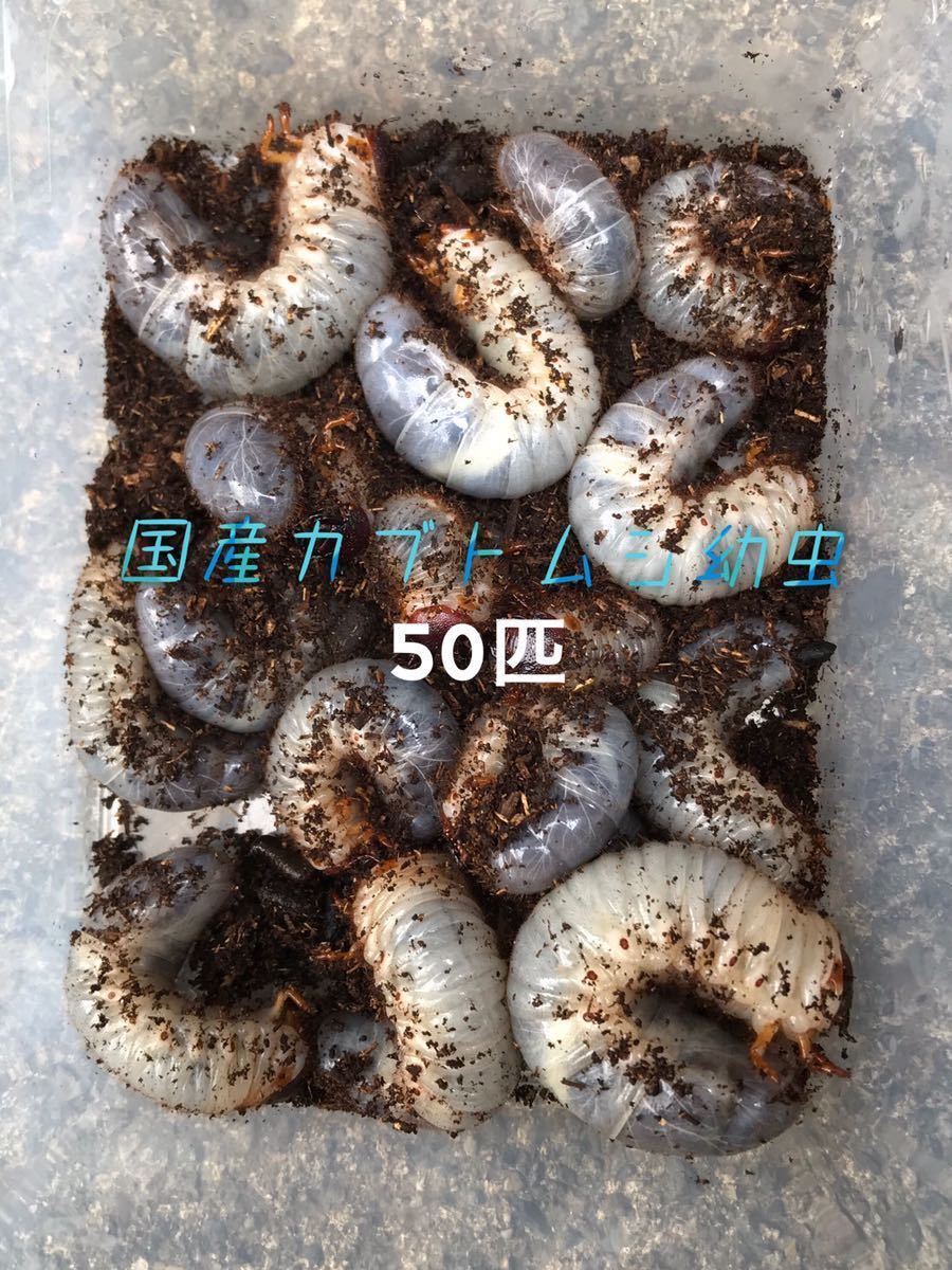 新作登場，正規品 国産カブトムシ幼虫50匹(国産)｜売買されたオークション情報、yahooの商品情報をアーカイブ公開 - オークファン 国産