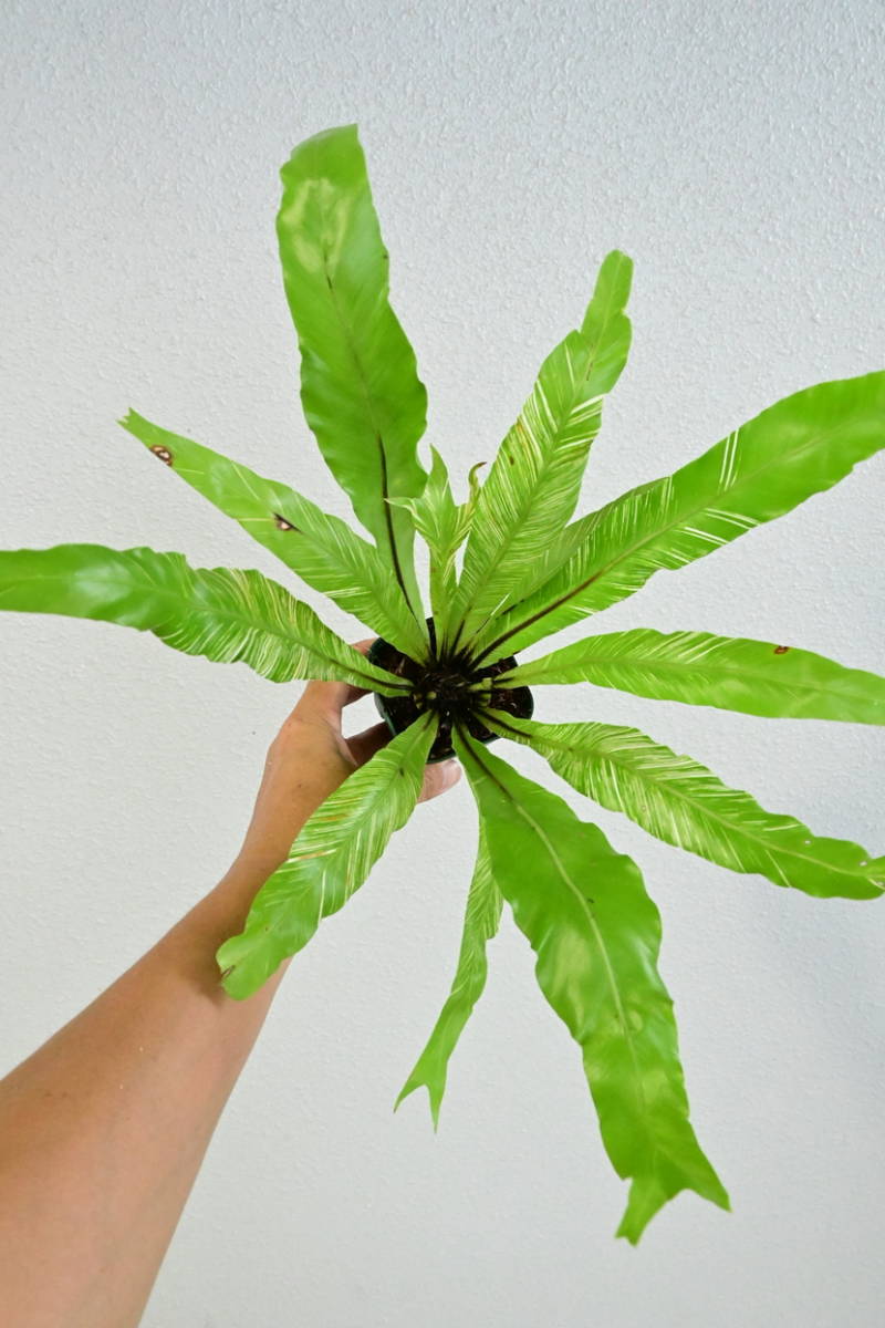 P. Pegasus ペガサス ビカクシダ コウモリラン 【vandaka】 観葉植物