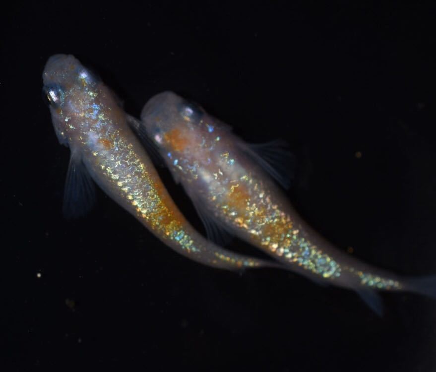 王華 メダカ | 本場広島産 30個＋α 王華メダカの卵 極上 有精卵30