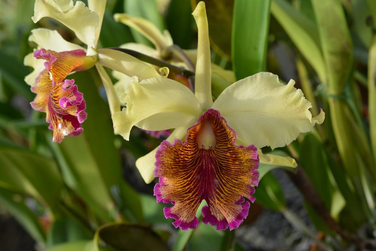 dowiana aurea Cattleya C. - | 開花 洋蘭 THO-2058 カトレや原種 