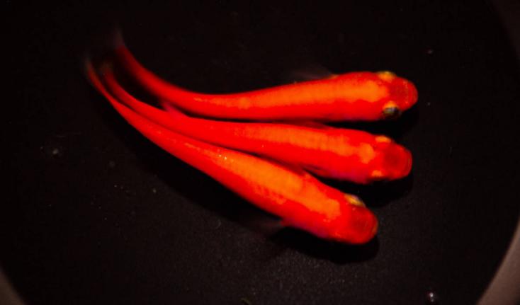 ★超極上★【極紅 紅帝】有精卵20個＋α 王妃 サファイア 三色錦 月華 めだか 卵　【Ａ①】_1