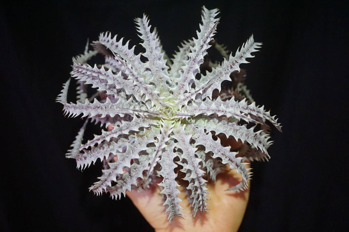 Dyckia BSF3 D005 (Brittle Star F3 Selected Clone) ディッキア