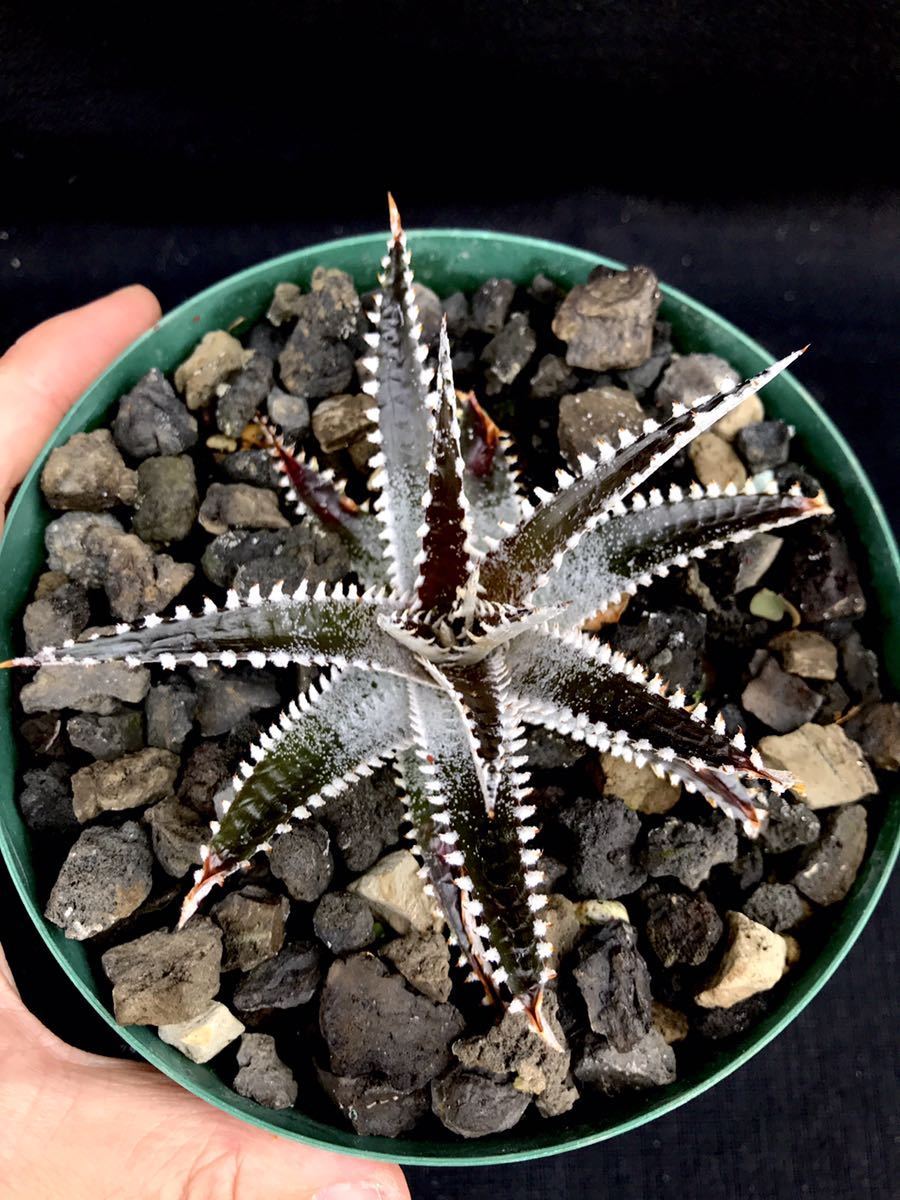 x Dyckia 'Arizona' Arizona Original Clone small BS DBディッキア