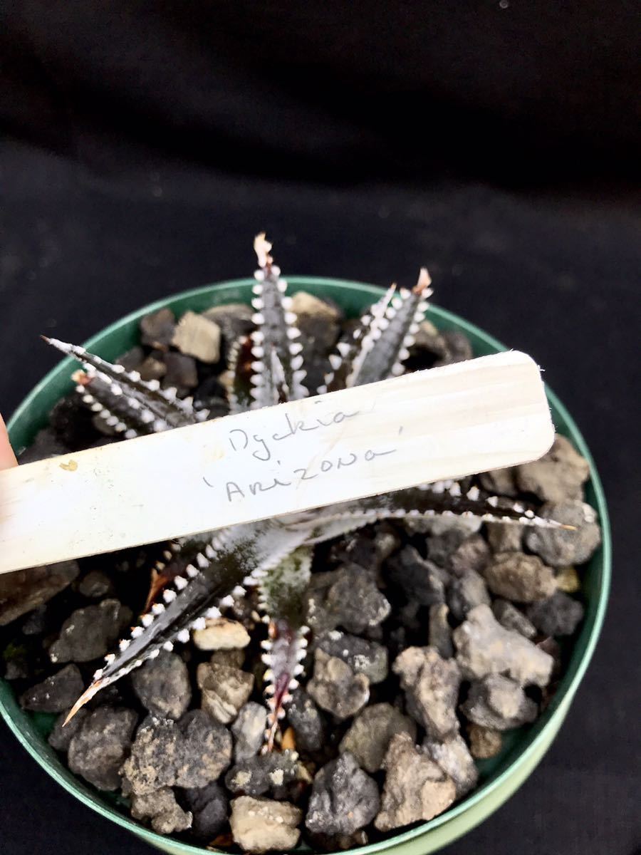 x Dyckia 'Arizona' Arizona Original Clone small BS DBディッキア