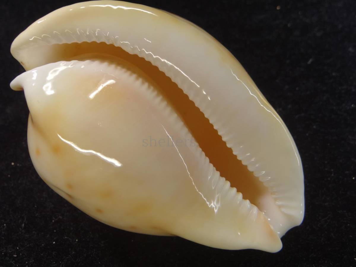 昆虫用品 貝標本ウスアカネダカラ