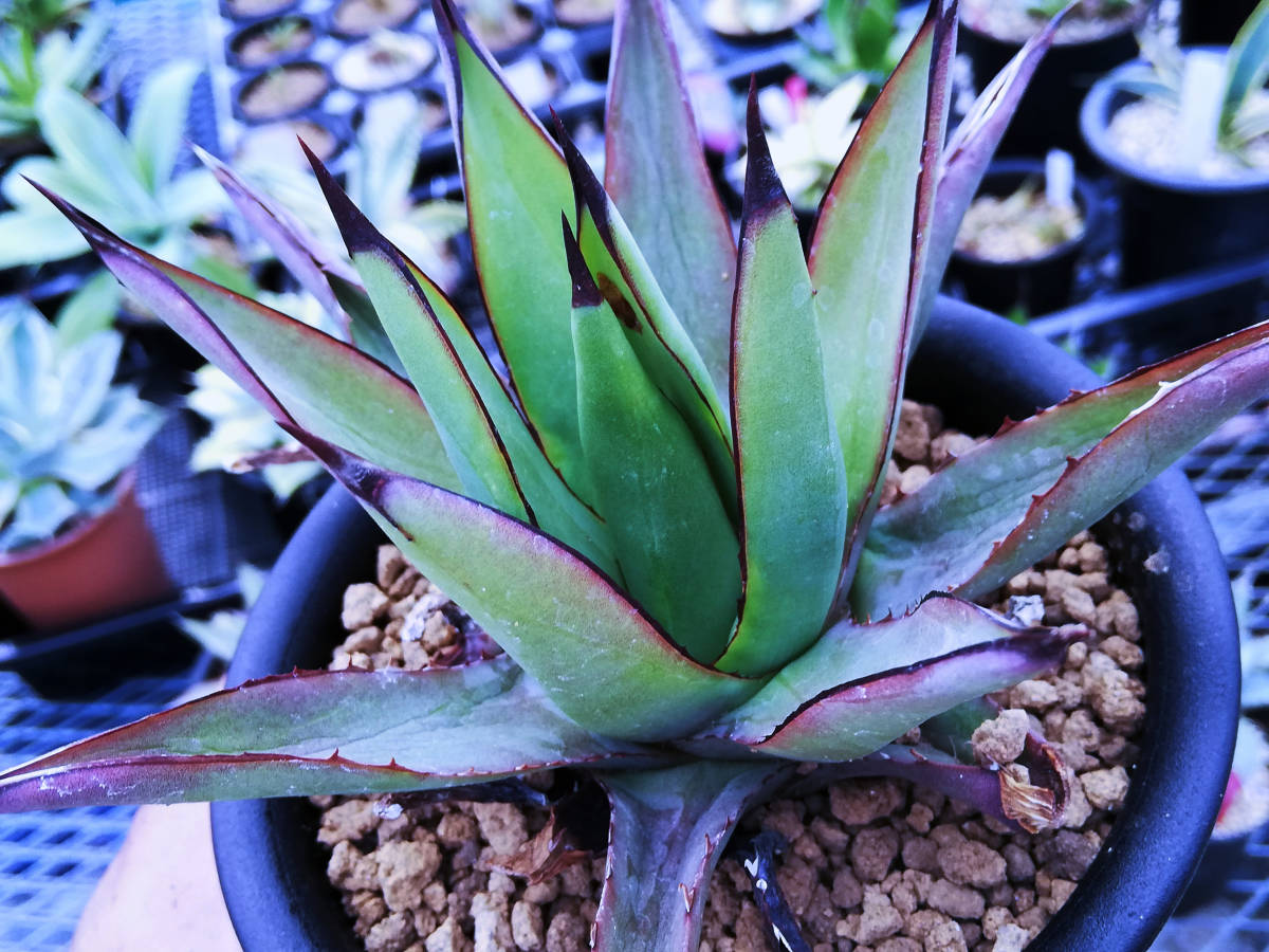 No.313【 AGAVE TITANOTA WHITE ICE 】特選株 アガベ チタノタ 