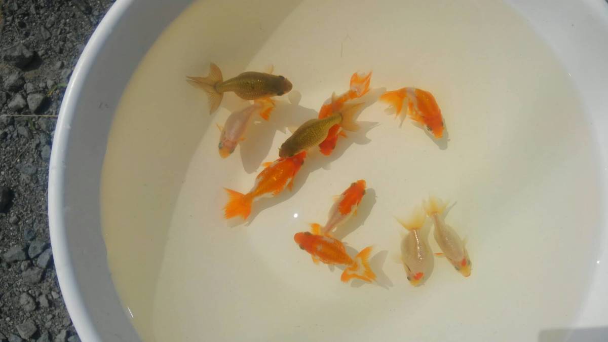 新品，定番 出雲ナンキン 当歳魚 １０匹セット 超優魚血統 No.NM/280(その他)｜売買されたオークション情報、yahooの商品情報をアーカイブ公開 - オークファン その他