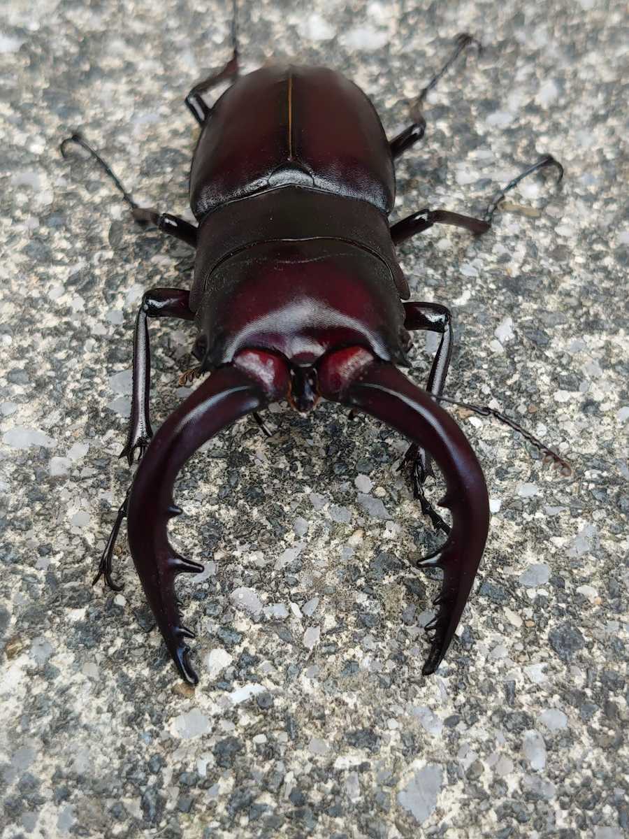 クチノエラブノコギリクワガタペア(♂66♀39) ご覧頂き誠にありがとう