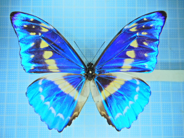 キプリスモルフォ！　コロンビア産 キプリスモルフォ : cypris Morpho 蝶の標本 コロンビア産 「キプリス